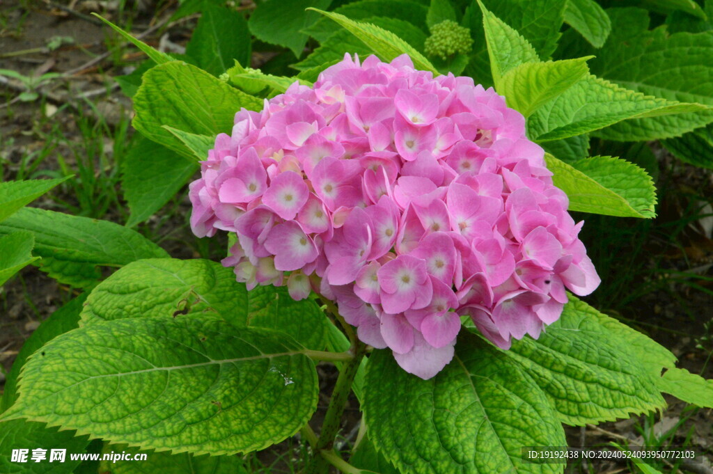 绣球花  