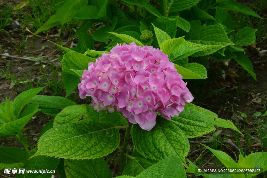 绣球花 