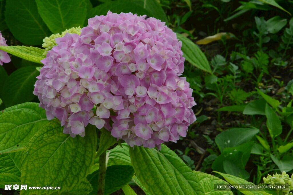 绣球花 