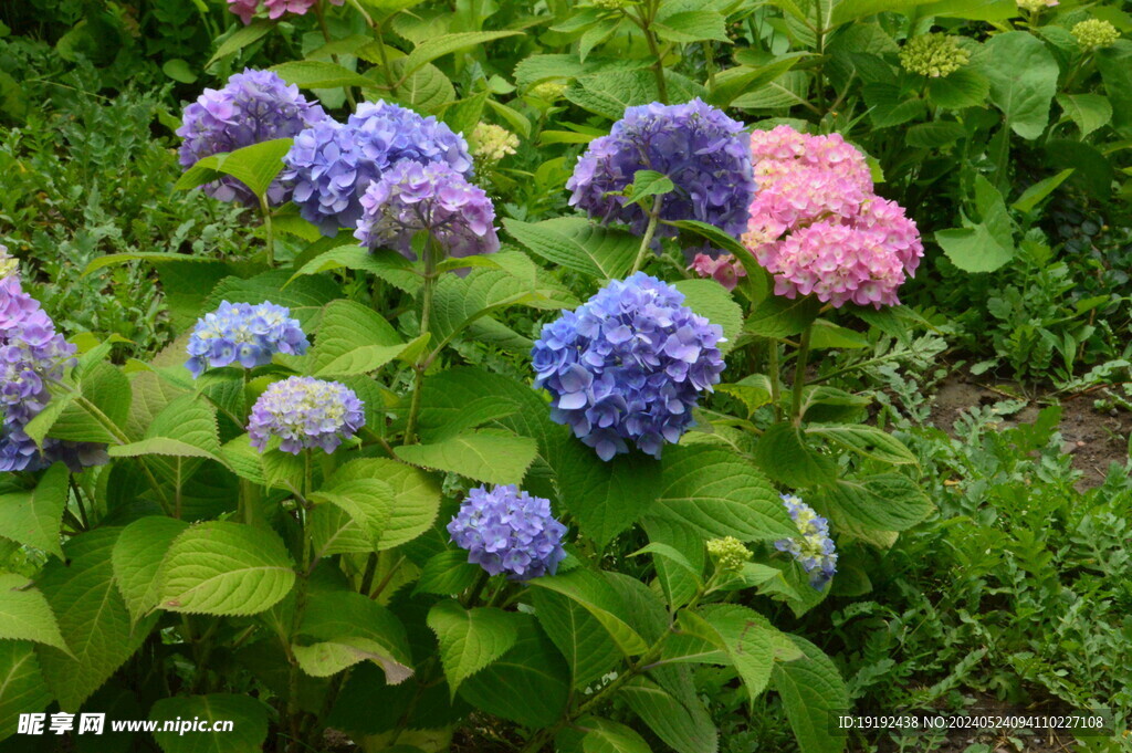 绣球花  