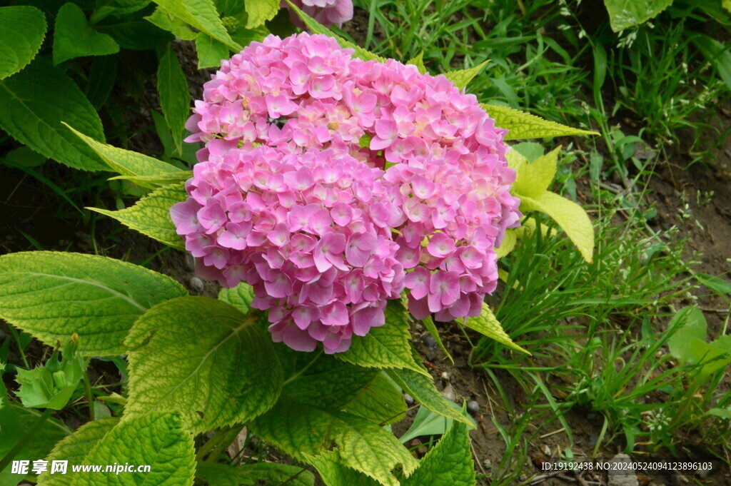 绣球花  