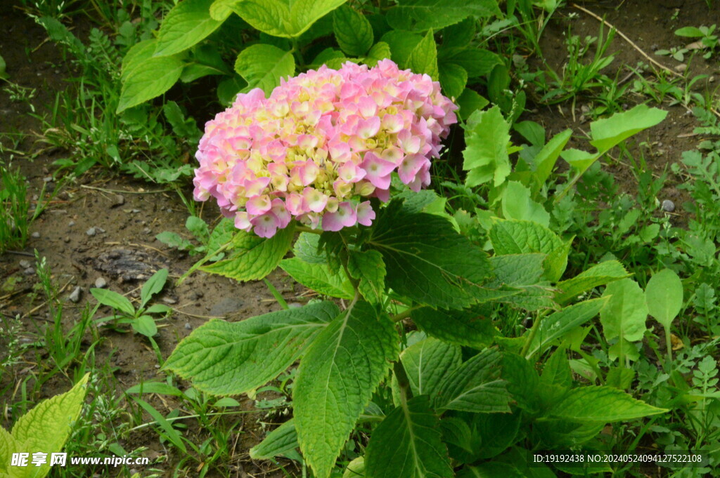 绣球花 