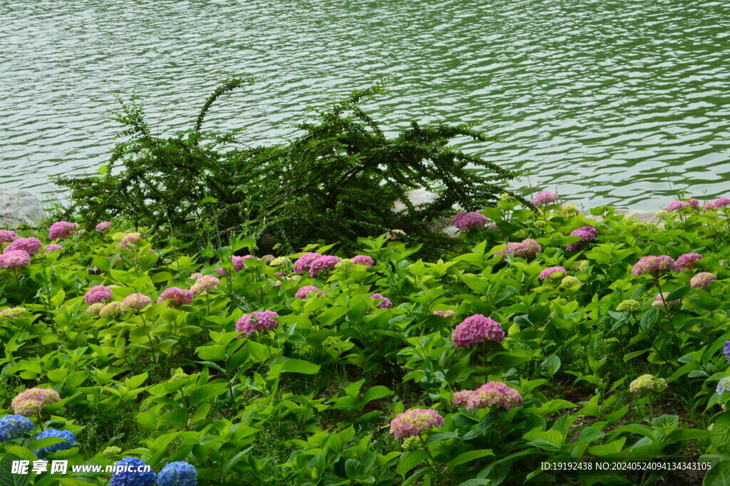 绣球花 