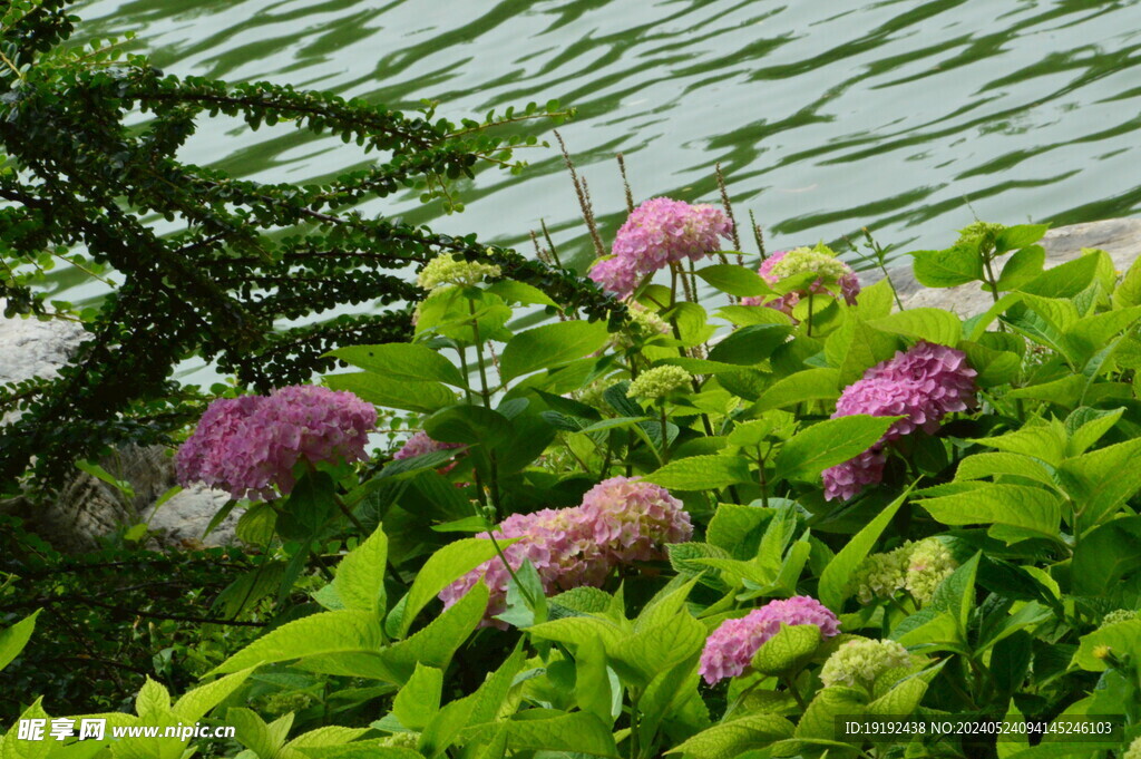绣球花  