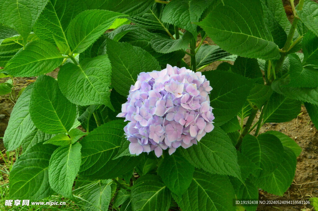 绣球花  