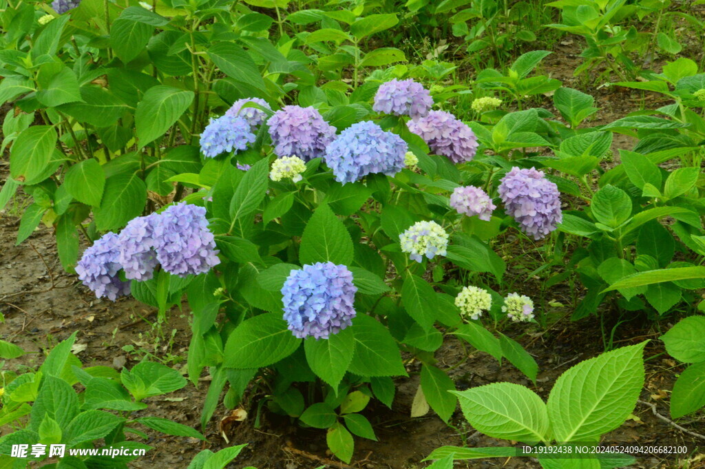 绣球花  