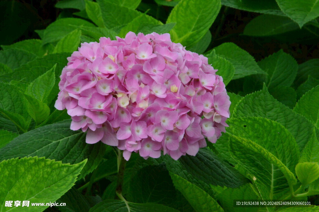 绣球花  