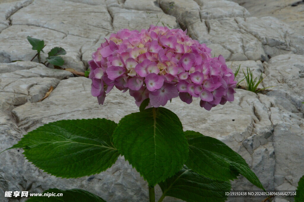 绣球花  