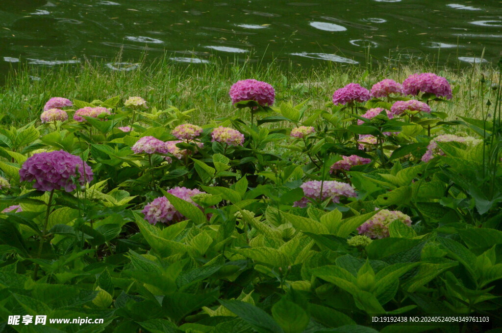 绣球花 