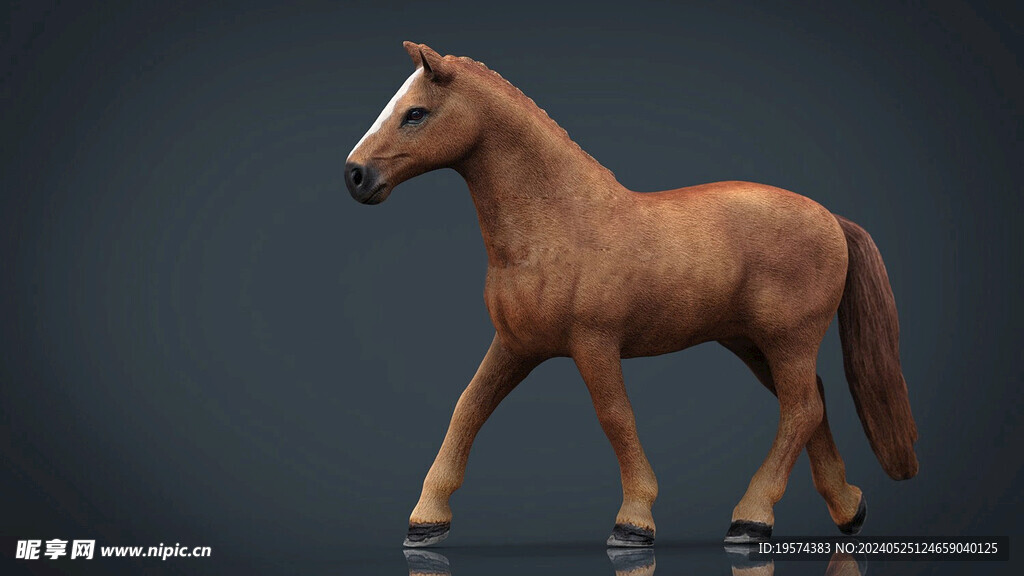 C4D模型 马