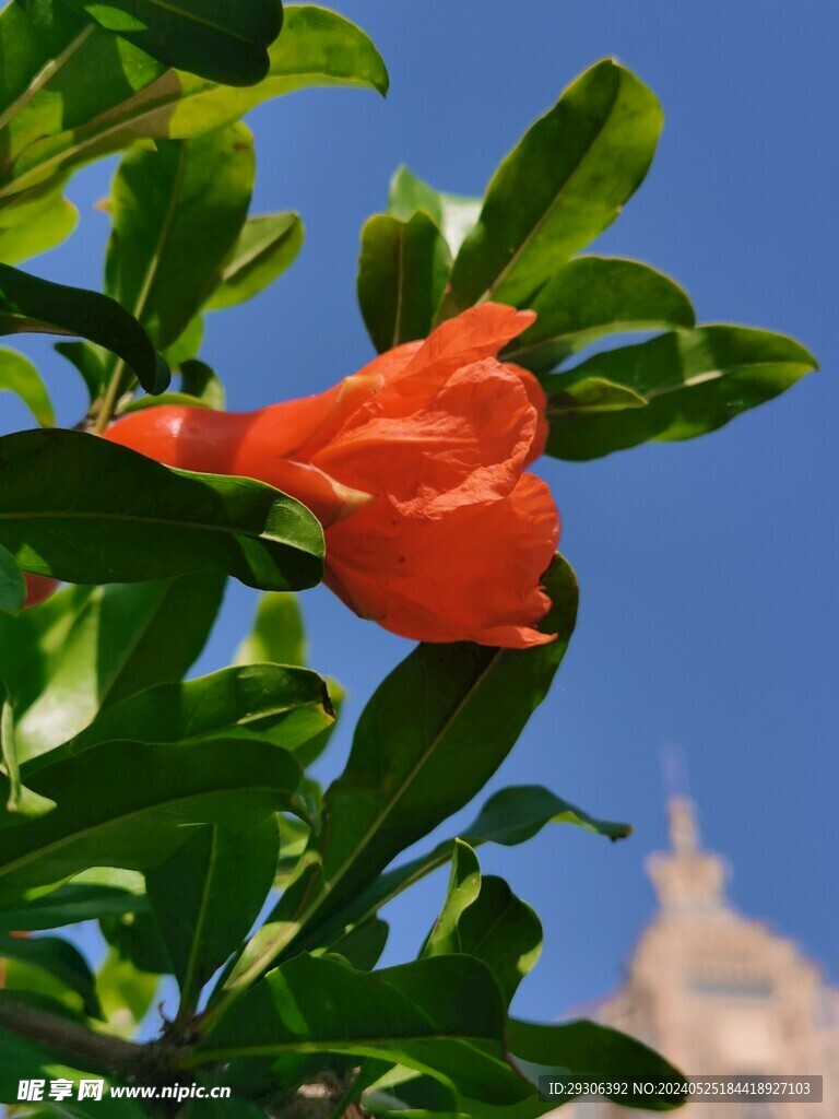 石榴花 