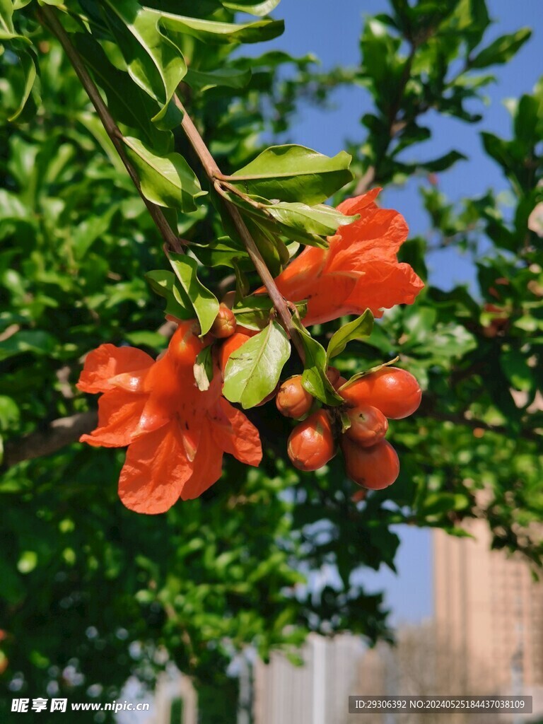 石榴花   