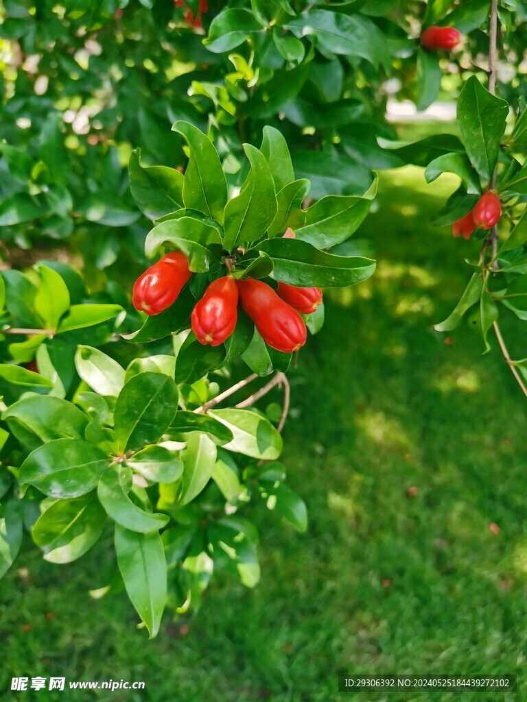 石榴花  