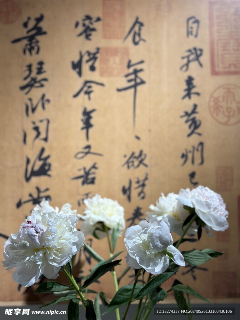 国家植物园临展芍药花艺