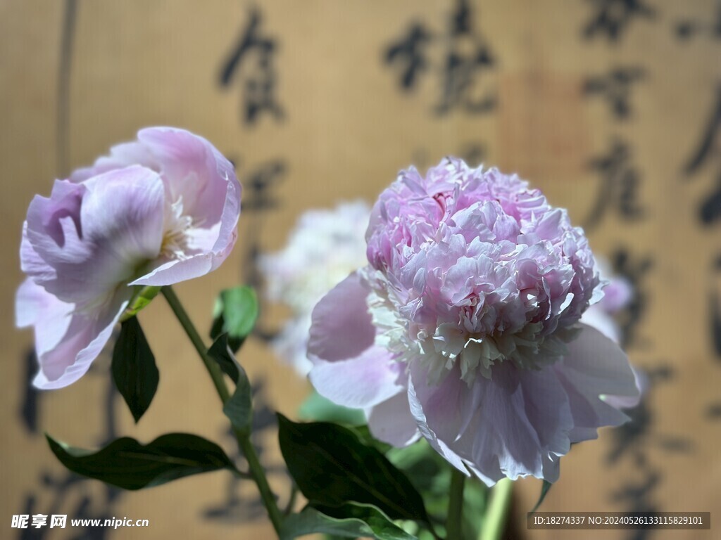 国家植物园临展鲜花