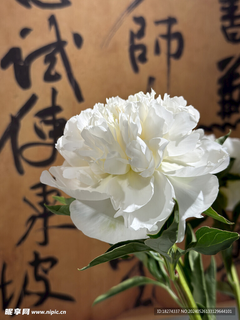 国家植物园临展芍药鲜花