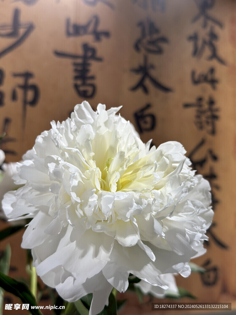 国家植物园临展芍药