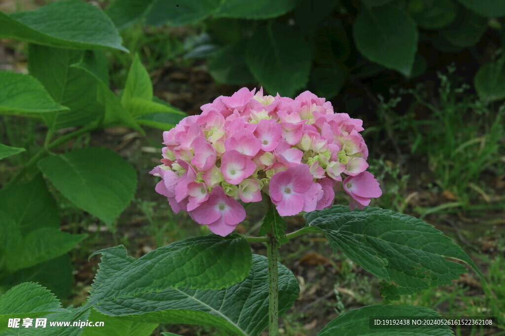 绣球花  