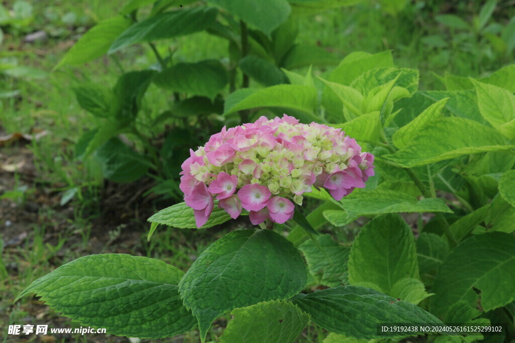 绣球花 