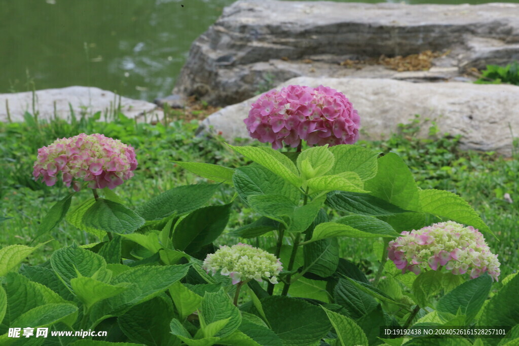 绣球花 