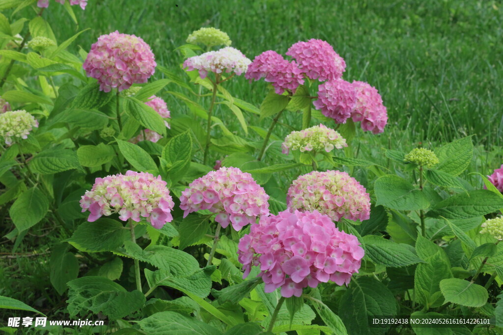 绣球花 