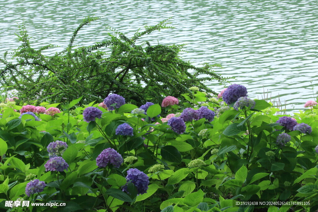 绣球花  