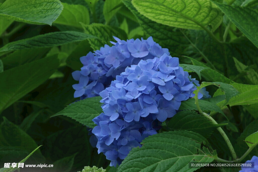 绣球花 