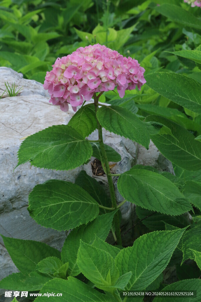 绣球花  