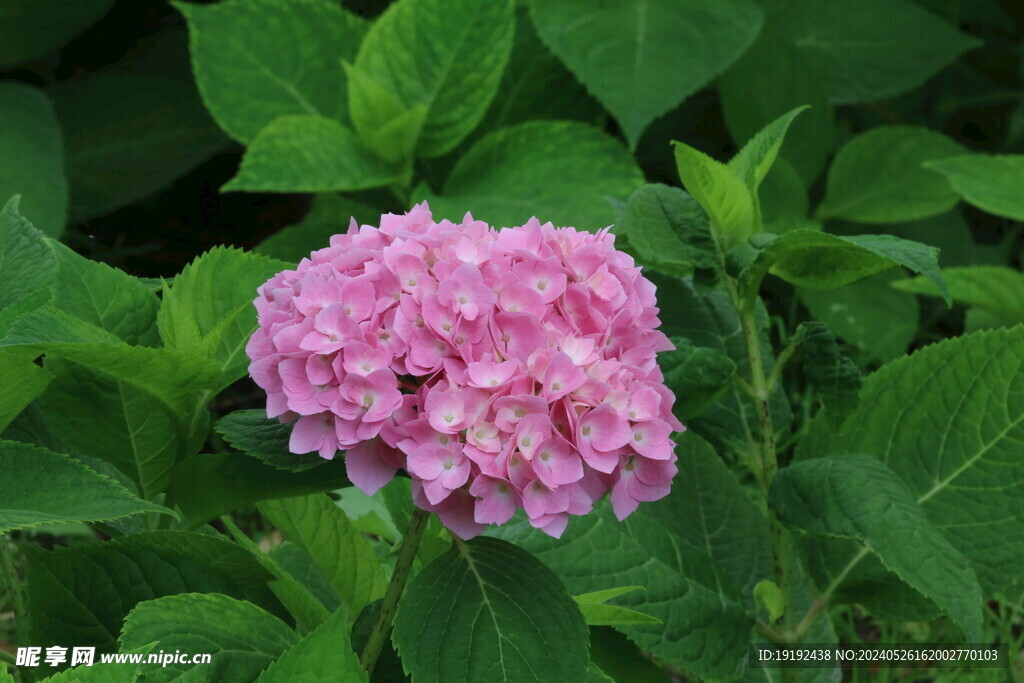 绣球花 