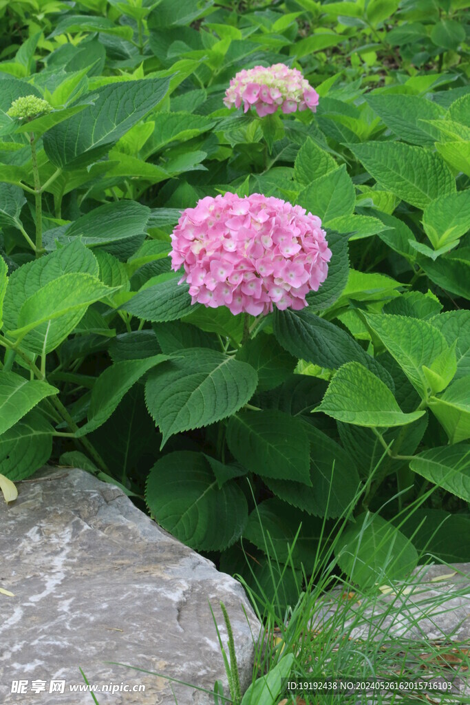 绣球花 