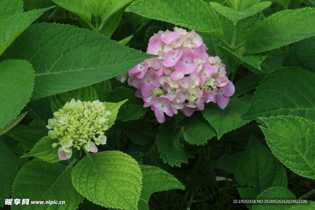 绣球花 