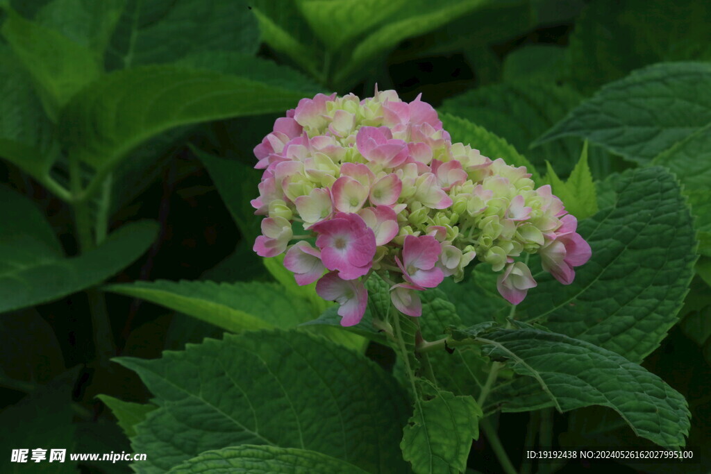 绣球花 