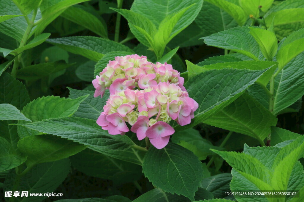 绣球花 