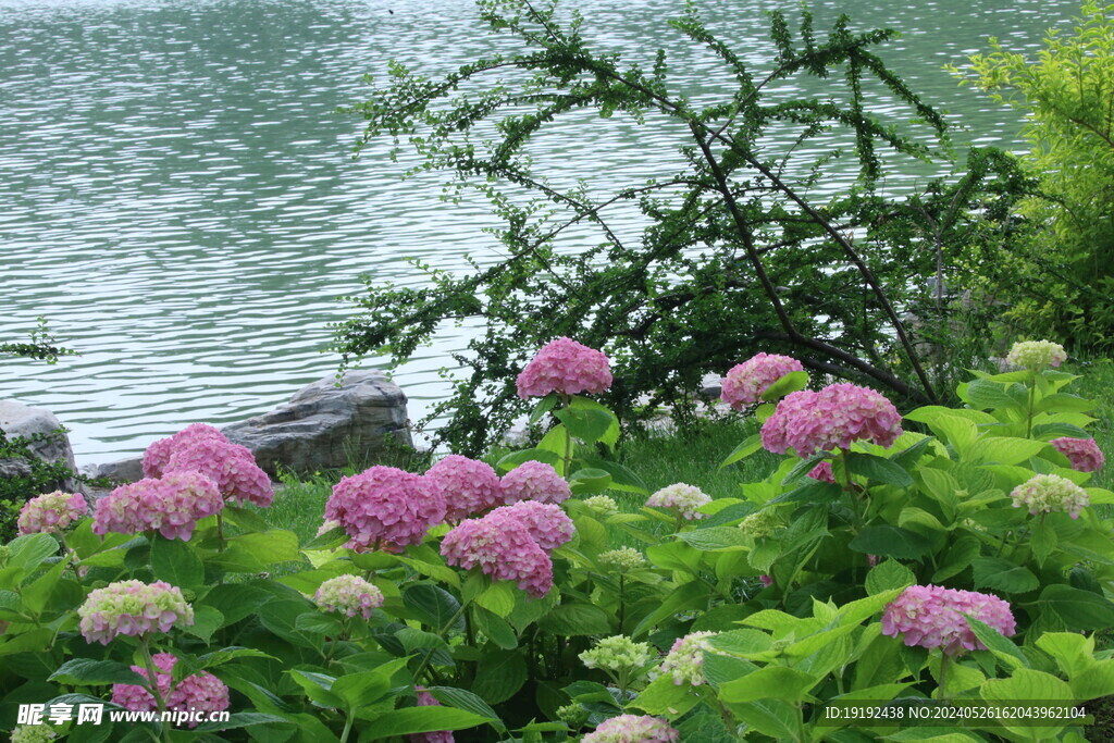 绣球花  