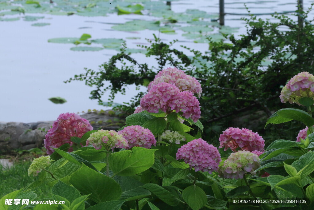 绣球花  