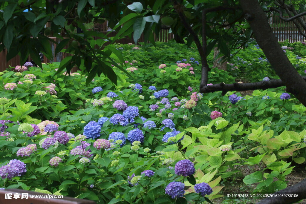 绣球花 