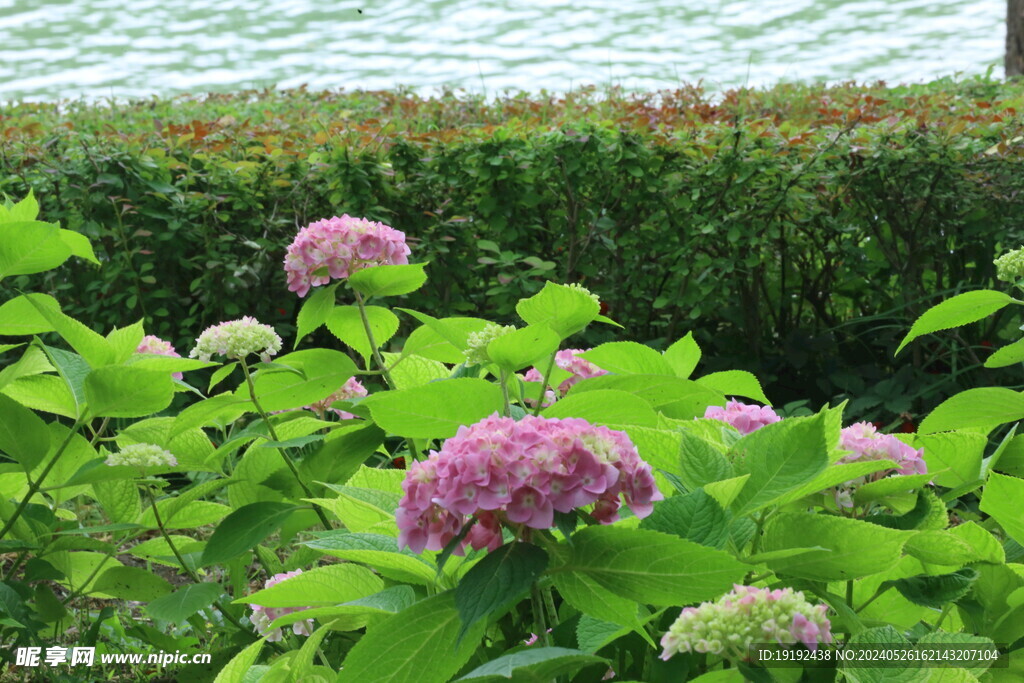 绣球花 