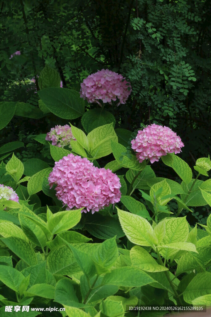 绣球花  