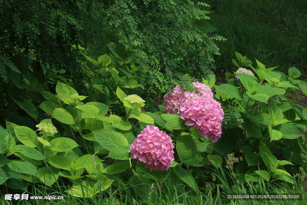 绣球花 