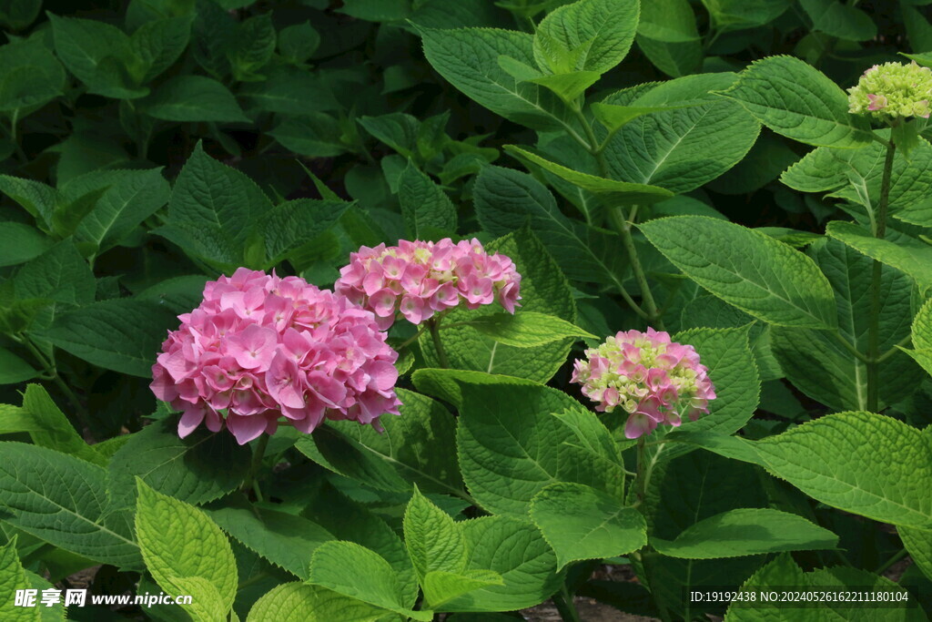 绣球花 