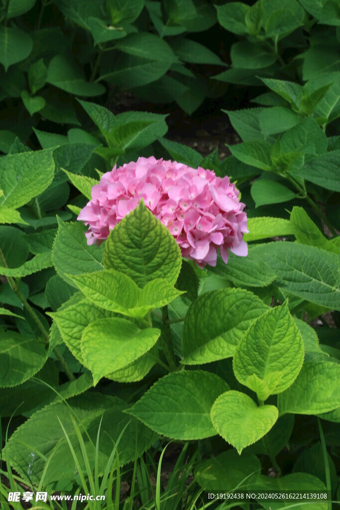 绣球花  