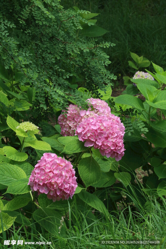 绣球花 