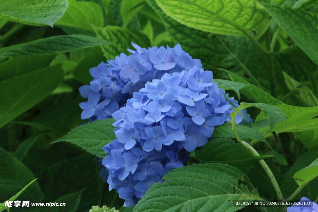 绣球花  