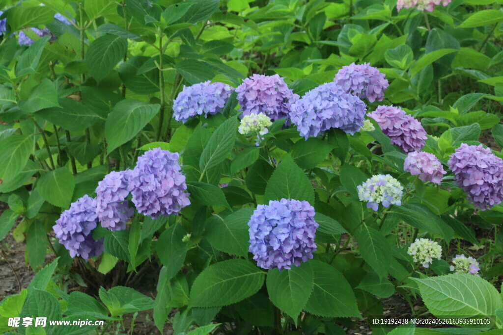 绣球花  