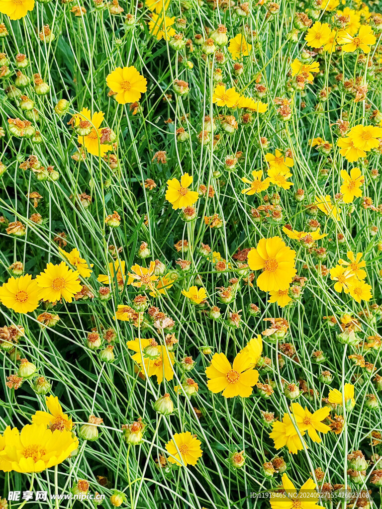 金鸡菊