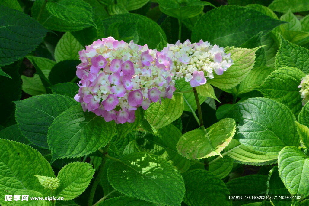 绣球花 
