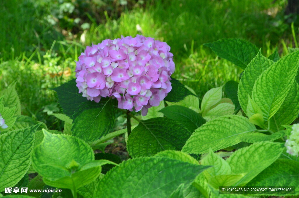 绣球花  