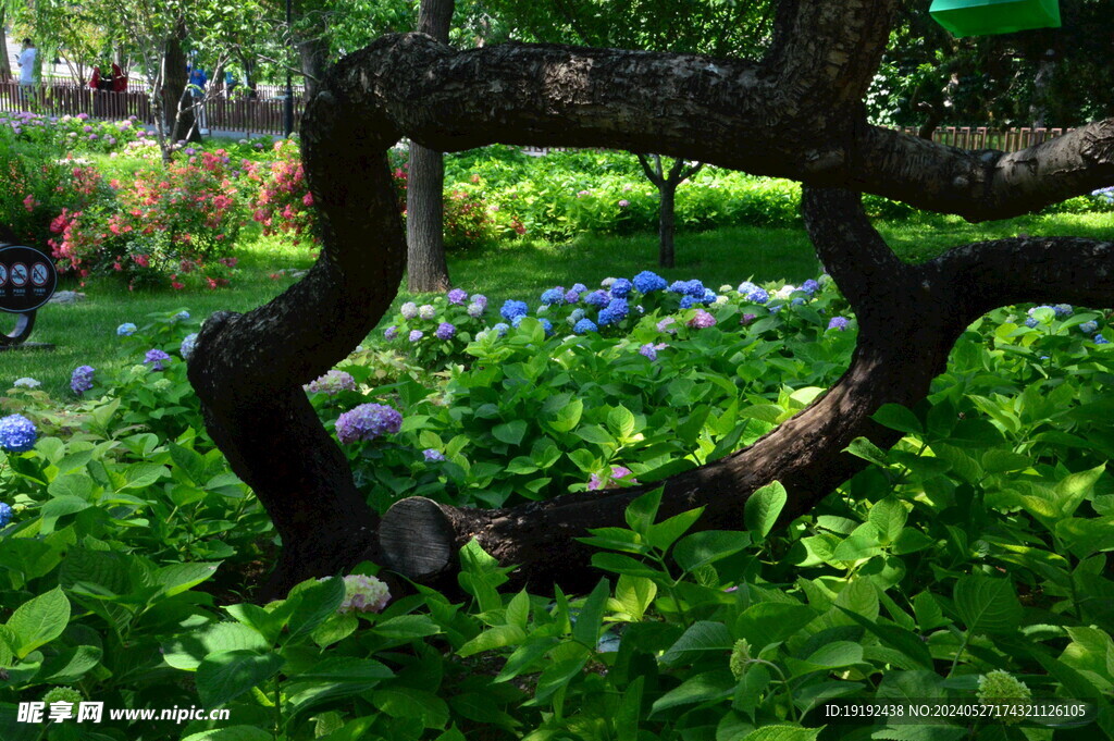 绣球花  