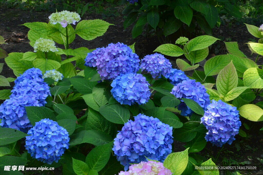 绣球花 