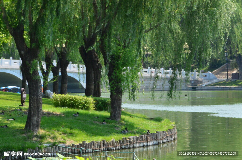 垂柳风景  